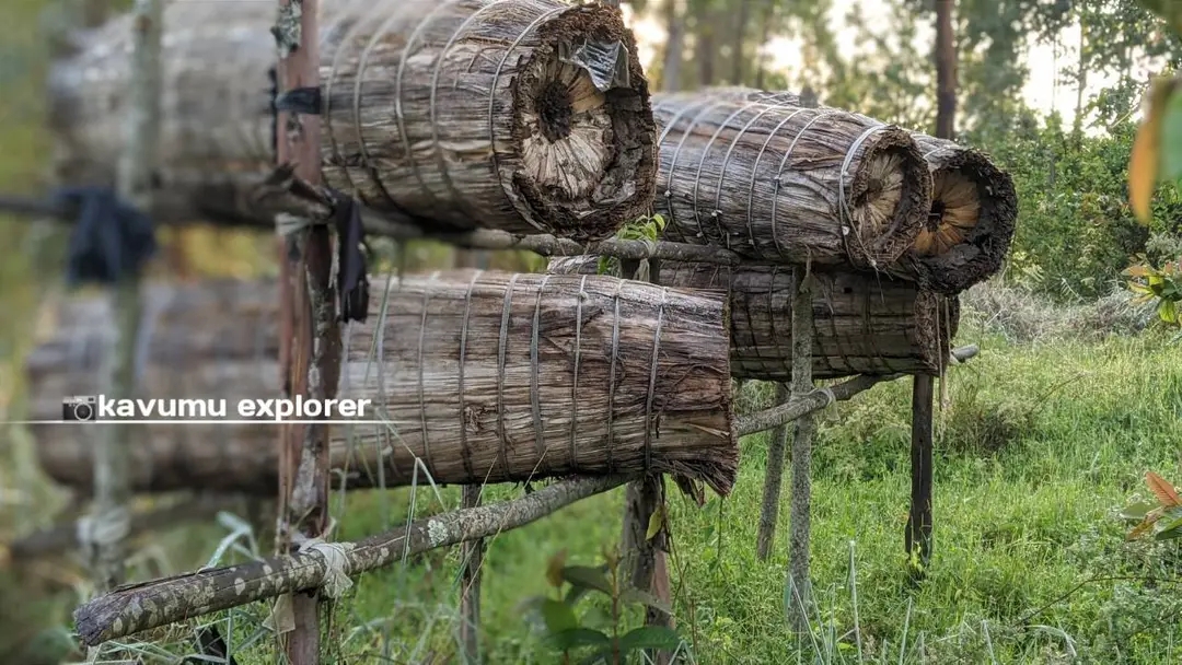 Ruches en écorce d'arbre — savoir-faire ancestral