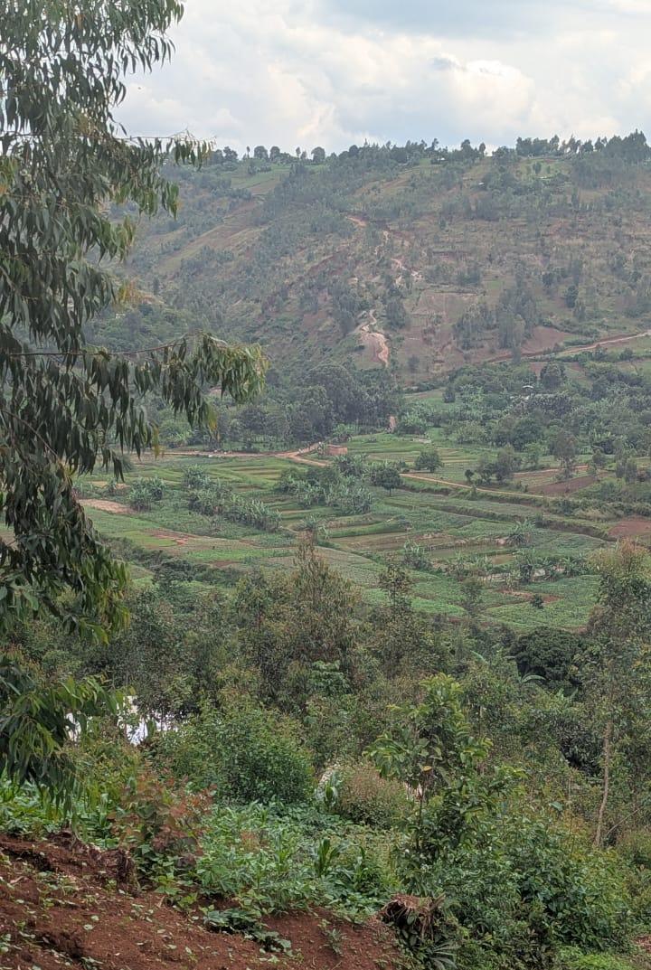 Les collines fertiles de Kabare